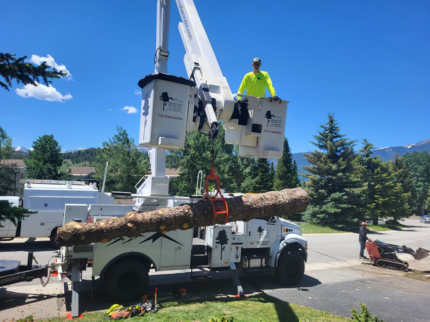 bucket-crane-tree-trimming about-tree-trimmers