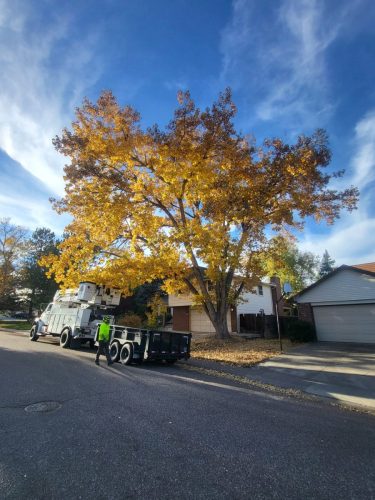 Littleton-Cottonwood-3