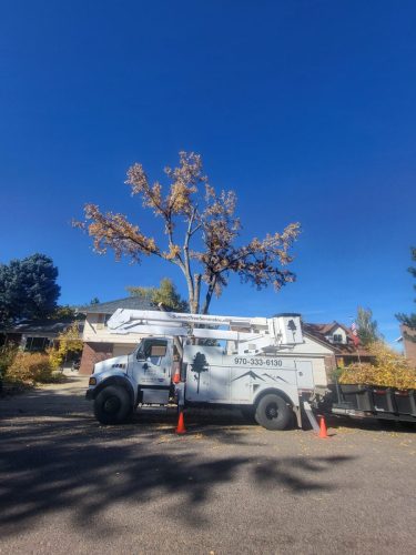 Littleton-Cottonwood-4